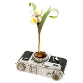 Photosynthesis No 07 - Contax II x Tulipa biflora - SQUARE