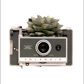 Photosynthesis No 49 - Polaroid Land Camera 340 x Echeveria purpusorum